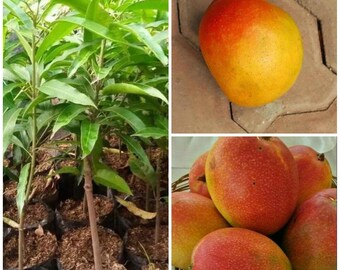 Garifta Orange Mango Veredelter Seeling Gratis pflanzengesundheitliche Zertifikat DHL-Versand