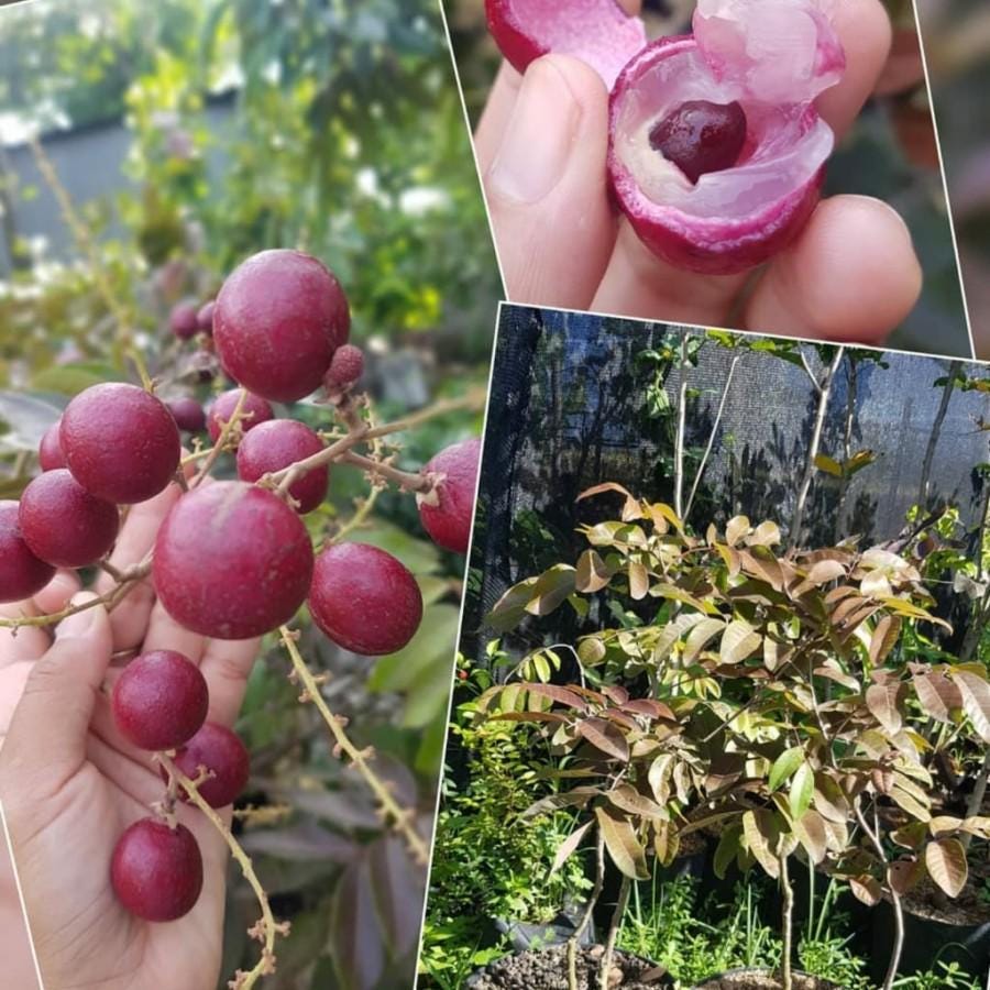 Red longan - Etsy 日本