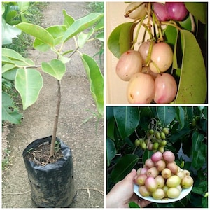 Puede incluir: Un árbol joven de Syzygium samarangense en una bolsa de vivero de plástico negro, junto a un racimo de manzanas de agua de color rosa pálido a rojizo en una rama y un plato blanco lleno de manzanas de agua lisas y ovaladas.