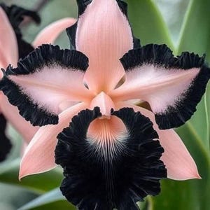 以下が含まれることがあります： カトレアの蘭の花のクローズアップ。花は、黒いフリル状の縁取りのある、ソフトピンクの花びらを持っています。花の中心は、白い葉脈を持つ深い黒色で、印象的なコントラストを生み出しています。