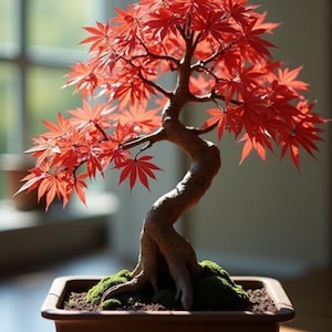 Puede incluir: Un bonsái con hojas rojas vibrantes y un tronco retorcido. El árbol está plantado en una maceta rectangular marrón con musgo verde en la base. El fondo está suavemente borroso, sugiriendo un entorno natural.