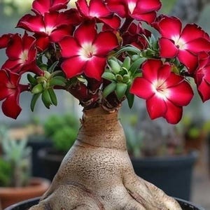 May include: A potted desert rose plant with vibrant red flowers and white centers. The plant has a thick, textured trunk and a bulbous base, with green leaves. The plant is in a black pot with reddish-brown soil.