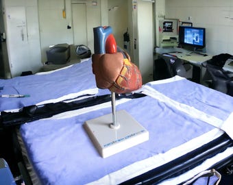 Vintage medical human heart specimen model anatomical physician's educational 80s