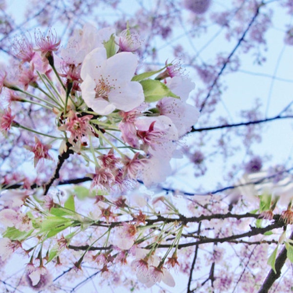 Night Breeze on a Cherry Blossom Tree (digital art print, pink wall art, floral decor, flower poster, bridal, bedroom decor, pink art print