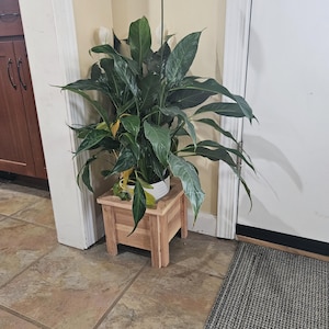 May include: A lush green plant with large leaves and white flowers in a white pot, placed on a small, square, wooden plant stand. The stand is made of light-colored wood and has a simple, minimalist design. The plant is positioned indoors.