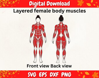 Human Body Muscles SVG, Anatomy Muscle Diagram svg, Medical Anatomy svg, Muscle System Cut File, Fitness Anatomy, Cricut Silhouette PNG EPS