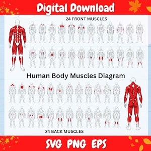May include: A digital download graphic featuring a human body muscles diagram. The diagram shows 24 front and 24 back muscles, with the text "Digital Download," "24 FRONT MUSCLES," "Human Body Muscles Diagram," "24 BACK MUSCLES," and "SVG PNG EPS."