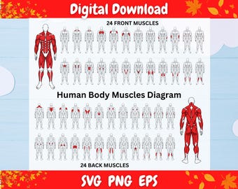 Human Body Muscles SVG, Anatomy Muscle Diagram svg, Medical Anatomy svg, Muscle System Cut File, Fitness Anatomy, Cricut Silhouette PNG EPS