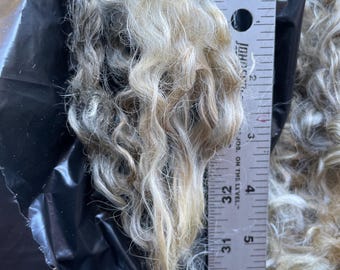 Gotland Ram locks, Fall 2025