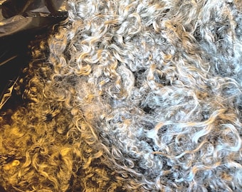 Gotland lamb locks, Fall 2025