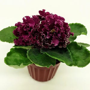 May include: A close-up of a potted African violet plant. The plant has deep purple, ruffled flowers and large, green, velvety leaves. The plant is in a brown, ridged plastic pot, set against a white background. The flowers have a white edge.