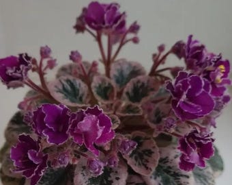 Mini variety of african violet Hector