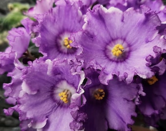 African violets with unique shape of flowers VV-Morski lihtariki