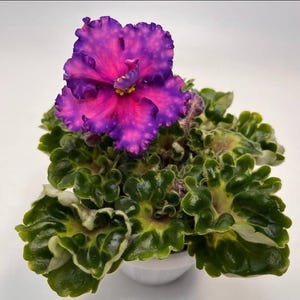 May include: A potted African violet plant. The flower is a striking mix of colours, with a deep purple outer edge and a bright pink centre. The leaves are a deep green with a ruffled edge, creating a textured appearance.