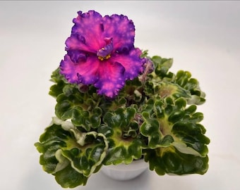 Rare and unique variety of african violet Dn-Fashion Girl