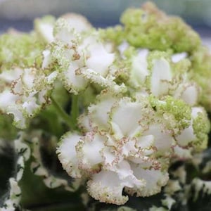 May include: Close-up of a cluster of white African violet flowers with ruffled edges. The edges are trimmed with green and a hint of brown. The leaves are a mix of green and white.