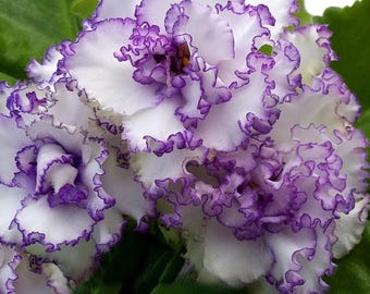 African violets with unique color and flower shapes AV-Krinolin