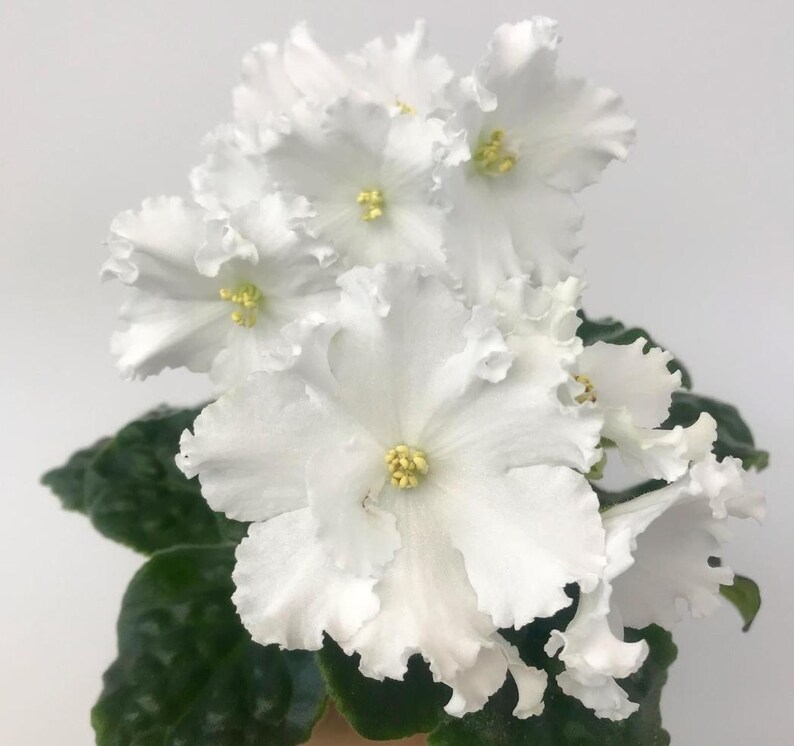African Violets With Unique Shape of Flowers Nk-marsh Mendelsona - Etsy ...