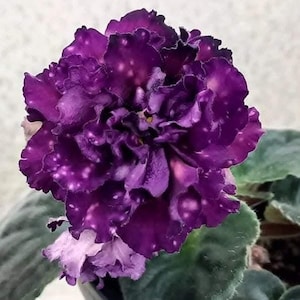 May include: A close-up of a deep purple African violet flower with white speckles. The ruffled petals are layered, and the flower is surrounded by green leaves. The flower's colour is a rich, dark purple, with a few lighter shades.