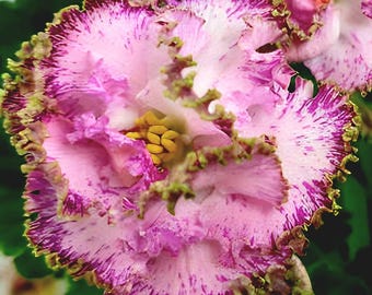 African violets with unique color and flower shapes LE-Medunica