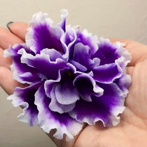 African violets with unique flower and shapes JuMA-Sokovita chornitsa