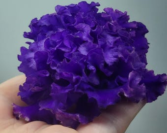 Violettes africaines avec des fleurs et des formes uniques РМ-Siniy Briliant