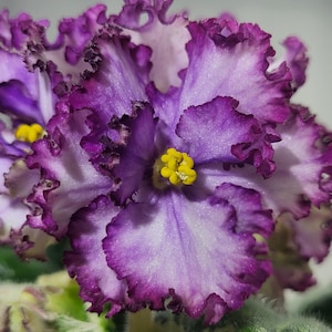African violets with unique color and flower shapes AV-Navsegda