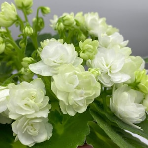 Peut inclure: Un bouquet de fleurs doubles de Kalanchoe blossfeldiana aux pétales blanc crème et vert pâle. La plante présente des fleurs denses et frisées ainsi que de petits boutons fermés, entourés de feuilles succulentes épaisses et dentelées.