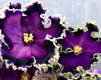 Rare and unique variety of african JuMA-Magiya Nochi