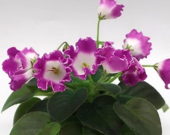 Variété rare et unique de cloches magiques SimSim violettes africaines