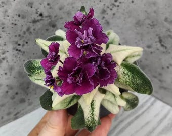 Mini variety of african violet LE-Glintveyn