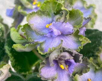 May include: A flowering African violet plant featuring ruffled, light purple petals with distinct, wavy, dark green edges. The blossoms have bright yellow centres and are surrounded by dark green, fuzzy, textured leaves with white variegation.