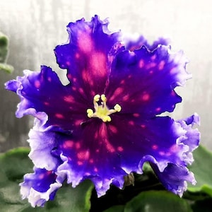 May include: A close-up image of an African violet flower. The flower is a deep purple colour with pink spots in the centre, and a ruffled edge with white and light purple. The flower's centre has yellow stamens and pistils, surrounded by green leaves.