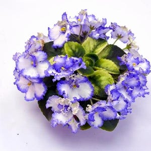 Peut inclure: Gros plan sur une plante de violette africaine avec des fleurs bleues et blanches vibrantes. Les fleurs ont des bords froncés et entourent un groupe de feuilles vertes. La plante est en pleine floraison, mettant en valeur ses pétales délicats et son feuillage luxuriant.