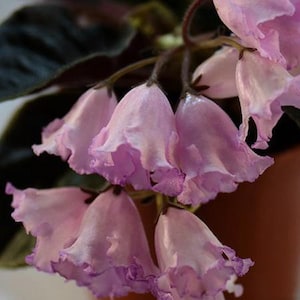 May include: A close-up shot of a flowering plant with soft pink, bell-shaped flowers. The petals have a ruffled edge. Dark green leaves are in the background, and the plant is in a brown pot. The flowers are clustered together.
