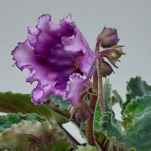 May include: A vibrant purple African violet flower with ruffled, wavy petal edges and a bright yellow centre. The plant features fuzzy, dark green leaves with serrated edges and hairy, reddish-brown stems supporting several unopened flower buds.