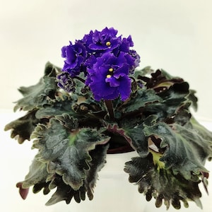 May include: An African violet plant with rich purple flowers and dark green, textured leaves. The plant is in a white pot, providing a contrast. The flowers have yellow centers. A houseplant.