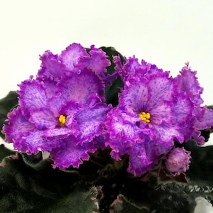 May include: Close-up of two African violet flowers. The ruffled petals are a speckled purple with bright yellow centres. Dark green leaves provide a contrasting backdrop. The flowers are in full bloom, showcasing their intricate patterns and vibrant colours.