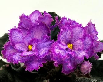 Rare and unique variety of african violet LE-Lora