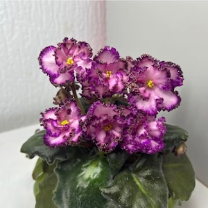 May include: A potted African violet plant featuring multiple ruffled flowers with white centres, vibrant pink petals, and deep purple frilled edges. Each blossom has a bright yellow centre. The plant has thick, dark green, textured leaves.