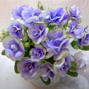 May include: A potted African violet plant featuring numerous double-layered flowers with ruffled petals in shades of light purple and lavender, accented by pale green edges and bright yellow centres, set against dark green foliage.