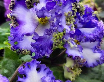 Unique variety of african violet NK-Vichna molodist