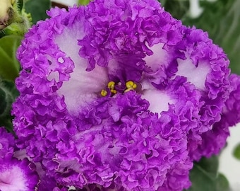 Violettes africaines avec une couleur et des formes de fleurs uniques PT-Princesse Yasmin