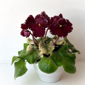 May include: A potted African violet plant with deep burgundy ruffled flowers and bright green leaves. The plant is in a small, white ceramic pot, set against a plain white background. The flowers have yellow centres.