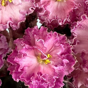 May include: A cluster of African violet flowers featuring ruffled petals in shades of light pink and deep magenta. Each blossom displays a central cluster of bright yellow stamens, with the petals exhibiting a variegated colour pattern.
