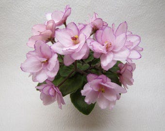 Mini variety of african violet Morgan's Val Flora