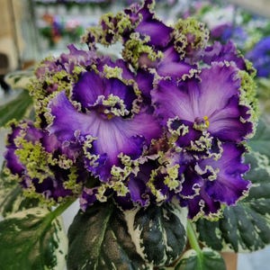 Rare and unique variety of african LE-Galateya