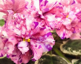 Rare and unique variety of african violet Dn-Picasso