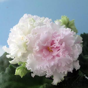 May include: A close-up of an African violet flower with ruffled petals. The flower has a gradient of colours, from a soft pink centre to a creamy white edge. Green leaves and a bud are visible.