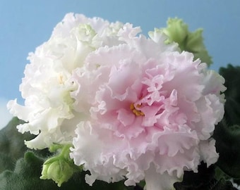 African violets with unique color and flower shapes AV-Ecstas